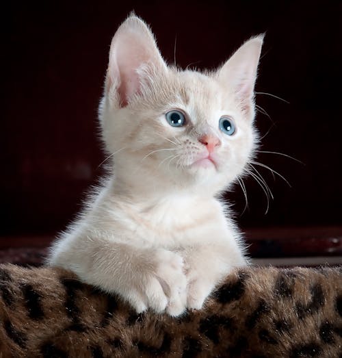 Pet Image